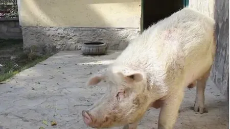 Țara în care există un singur porc. „Mulți dintre locuitori nu au văzut în viața lor un astfel de animal