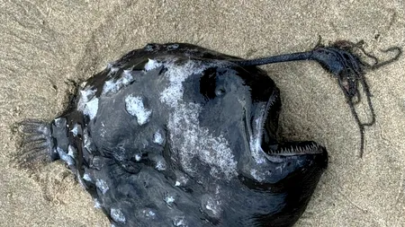 Ce este, de fapt, „MONSTRUL marin” din această imagine / Creatura din adâncuri a răspândit groaza