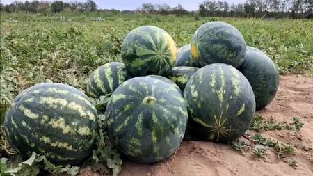 Au apărut pepenii de toamnă și a treia cultură de castraveți