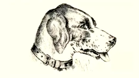 Iluzie optică| Găsește-l pe stăpânul acestui câine, în MAXIMUM 15 secunde