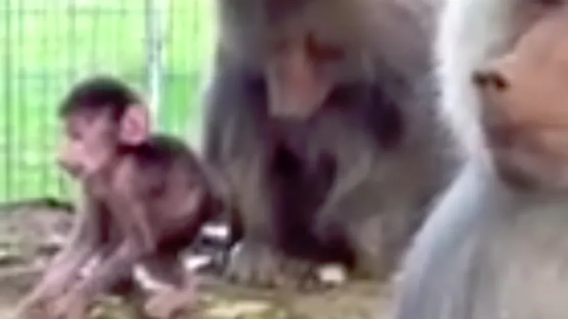 Provocare pe Facebook: Ce nume i-ai da puiului de babuin de la Grădina Zoologică Hunedoara - VIDEO