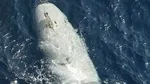 Iranul anunță capturarea unei drone submarine americane de 2,5 milioane de dolari în Ormuz. Pentagonul: „A suferit o defecțiune”