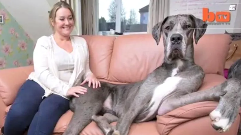 VIDEO. Cât măsoară Freddy, cel mai mare câine din Marea Britanie