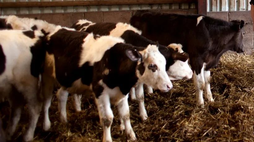 Șeful interimar al ANSVSA: Două dintre fermele cu lapte infestat au scăpat de probleme după ce au schimbat furajele