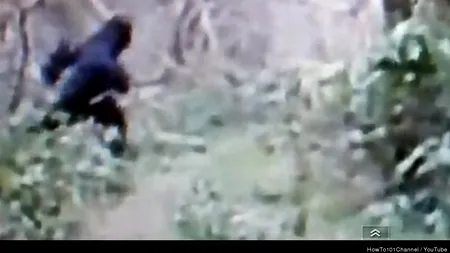 Un post TV oferă o recompensă de 10 MILIOANE DE DOLARI pentru BIGFOOT