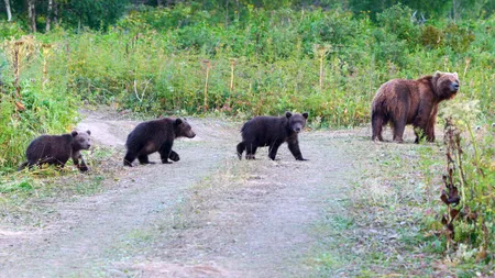 Cei trei pui orfani ai URSOAICEI împușcate, căutați de autorități, pentru relocare în sanctuar. Ministrul Mediului: 