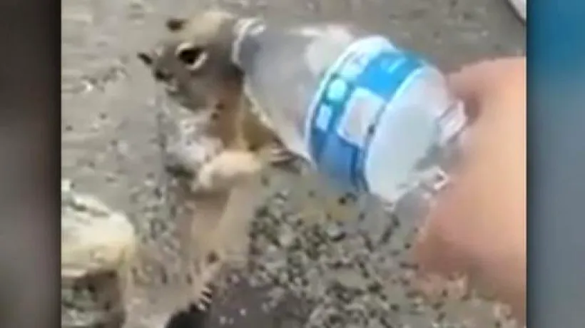 O veveriță însetată „cere” apă unui copil! Momentul a fost filmat, iar imaginile au devenit virale (VIDEO)