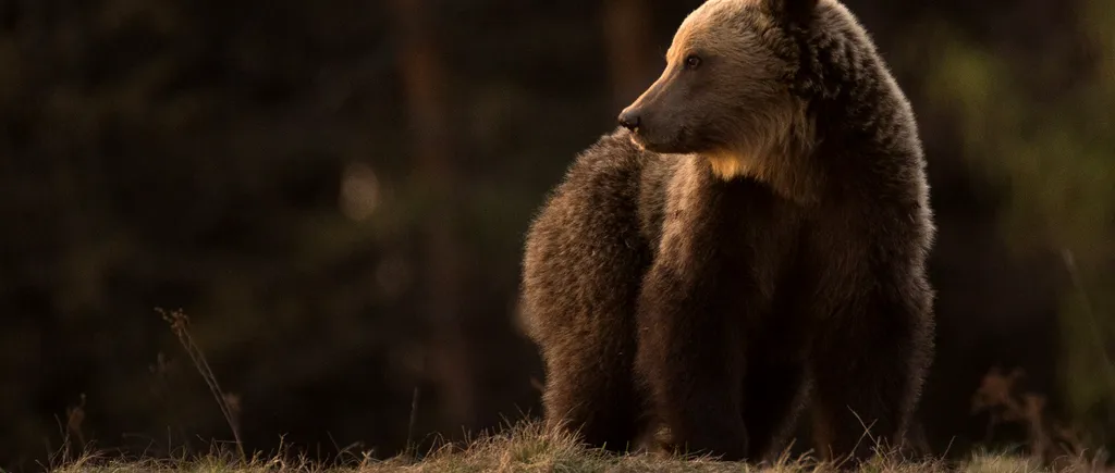 Dramatic! O ursoaică umblă agresivă prin Bușteni, după ce puii i-au fost uciși de tren. Femela de urs își caută disperată puii