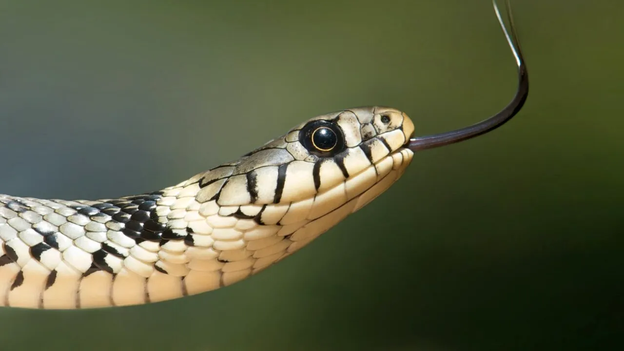 O femeie a fost înghițită cu totul de un piton uriaș