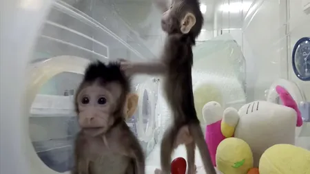 Oamenii de știință din China au reușit, în premieră, să cloneze două maimuțe. Care este legătura cu celebra oaie Dolly. VIDEO