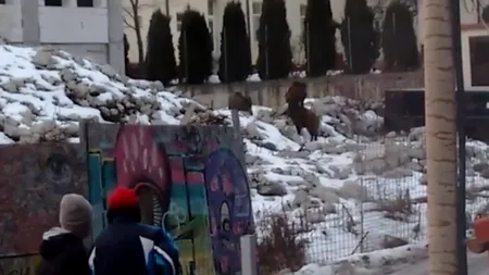 Panică la spitalul din Sinaia. Mistreții caută hrană în curtea unității medicale. VIDEO 
