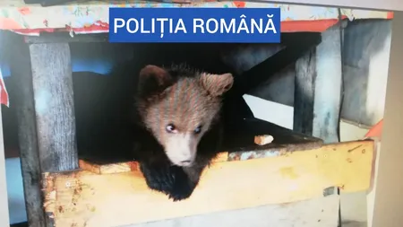 Ursoaică de patru luni, salvată de polițiștii maramureșeni. Ce au mai găsit autoritățile la locuința bărbatului care o ținea captivă