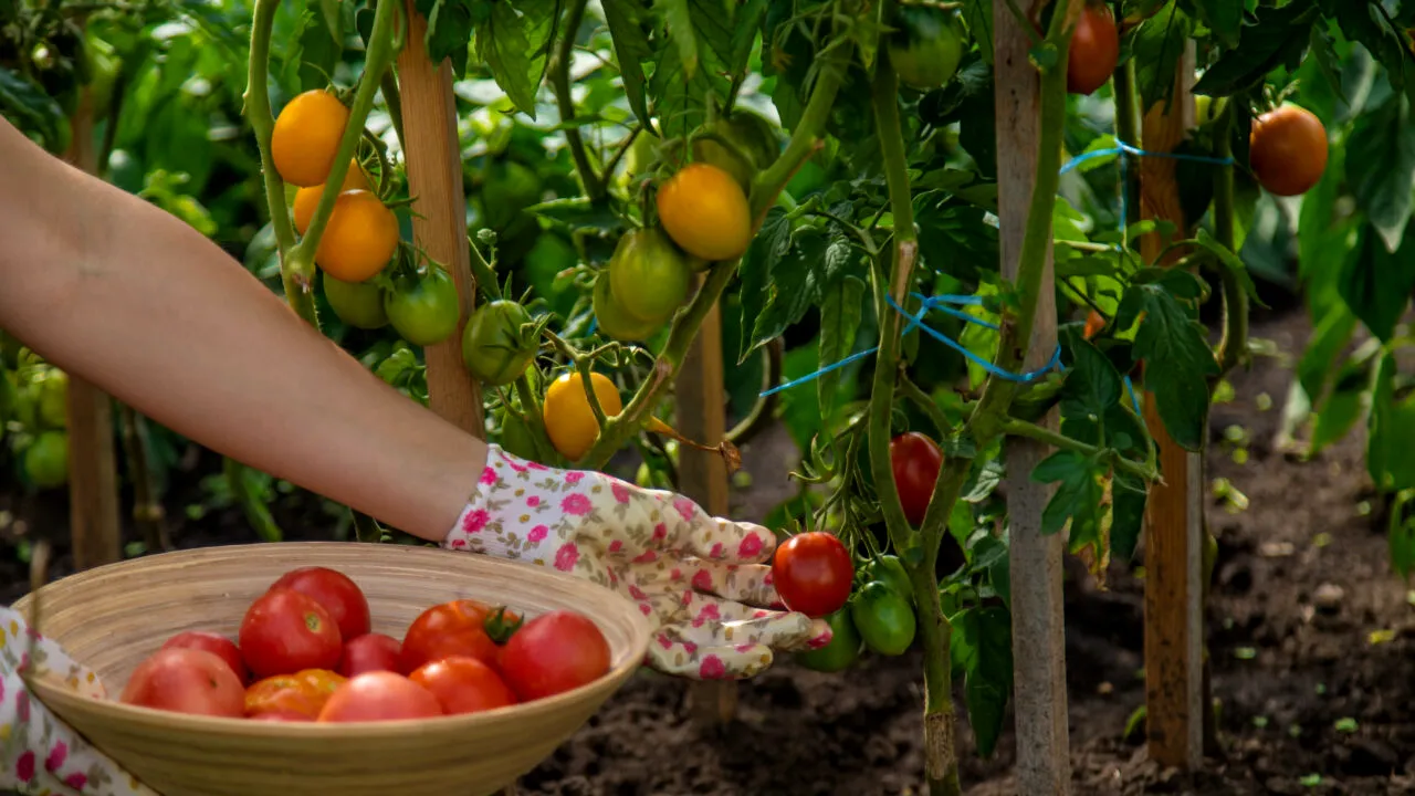 Îngrășământul natural care trebuie pus peste roșii și căpșuni pentru a crește mari și suculente. E GRATIS