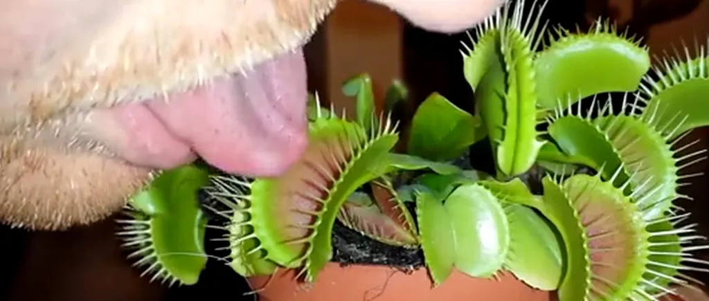 Un bărbat și-a băgat limba într-o plantă carnivoră. Ce s-a întâmplat după numai câteva secunde