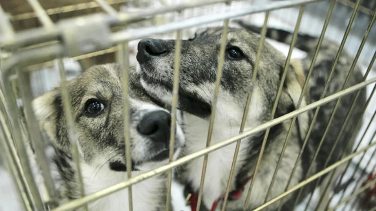 Dezbatere cu scântei la Primărie pe tema maidanezilor. 