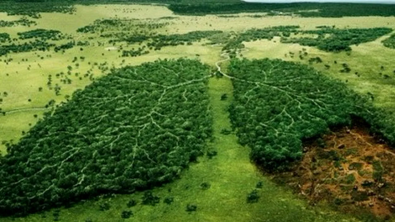 Țara care are grijă de pădurile altor țări. Nu va mai cumpăra niciun copac tăiat