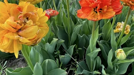 Cel mai instagramabil loc din România, unde se află 1,5 MILIOANE de lalele / Este la două ore de București și a fost luat cu asalt de turiști