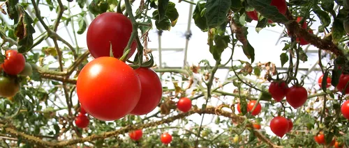 Primele ROȘII românești, producție 2024, vor fi livrate în piețe. Cât costă un kilogram de tomate / Încălzirea solariilor, 2500 de lei/zi!