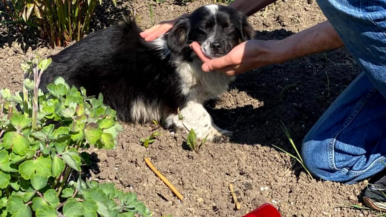 Hachiko din România. Cățelul care mergea zilnic la mormântul stăpânei sale, salvat de medicii veterinari - FOTO