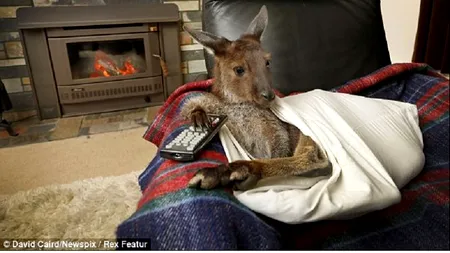 Pebble, puiul de cangur care se uită la televizor