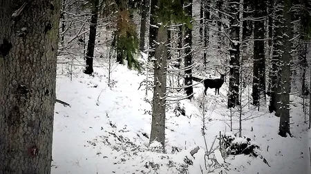 Imagini spectaculoase, filmate în Parcul Național Călimani