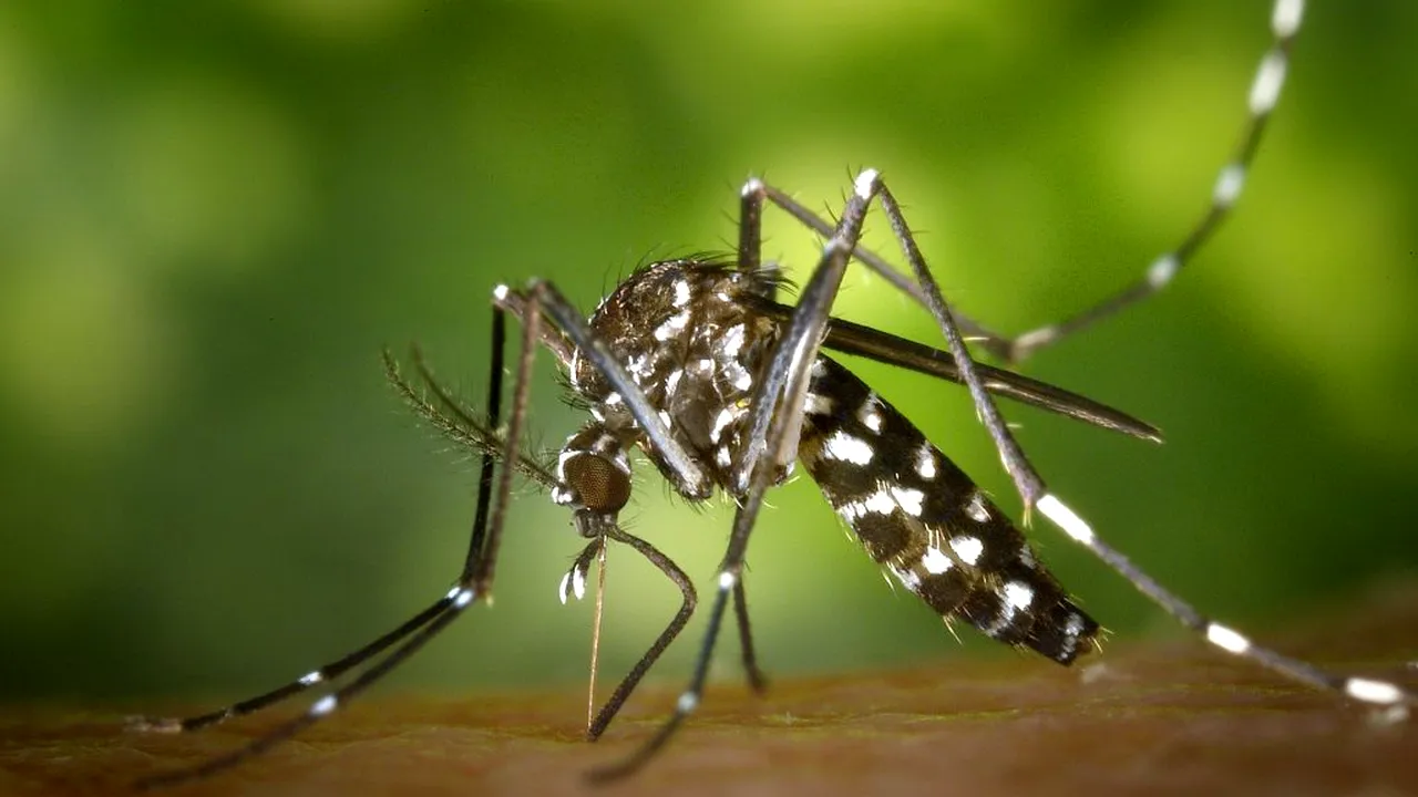 PANICĂ. China a înregistrat un nou caz de febră Dengue, în aceeași zi în care un păstor a fost confirmat cu ciuma bubonică