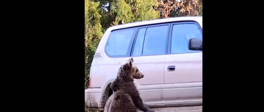 Pui de urs filmați în timp ce se jucau cu roata unei mașini - VIDEO