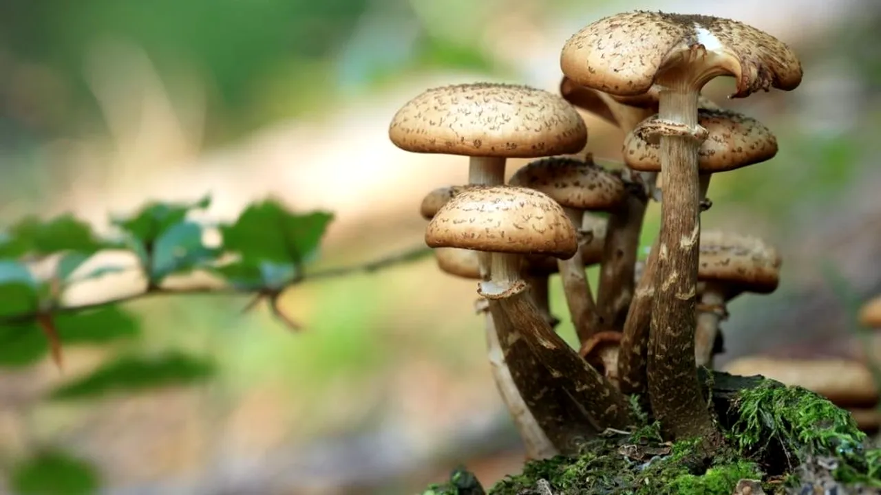 Cinci copii au ajuns la spital după ce au mâncat ciuperci otrăvitoare culese din pădure, în Botoşani