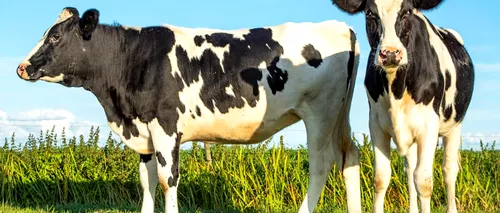 Subvenții: Crescătorii de bovine afectați de pandemie pot să primească ajutoare de până la 225.000 euro. Până când poate fi depusă cererea