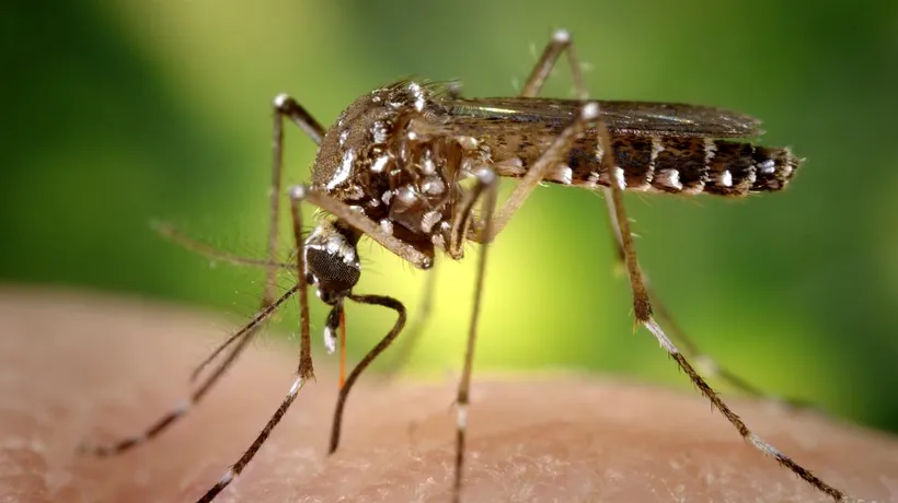 AVERTISMENT OMS: în Europa, s-au înmulțit ţânţarii care transmit boli virale!