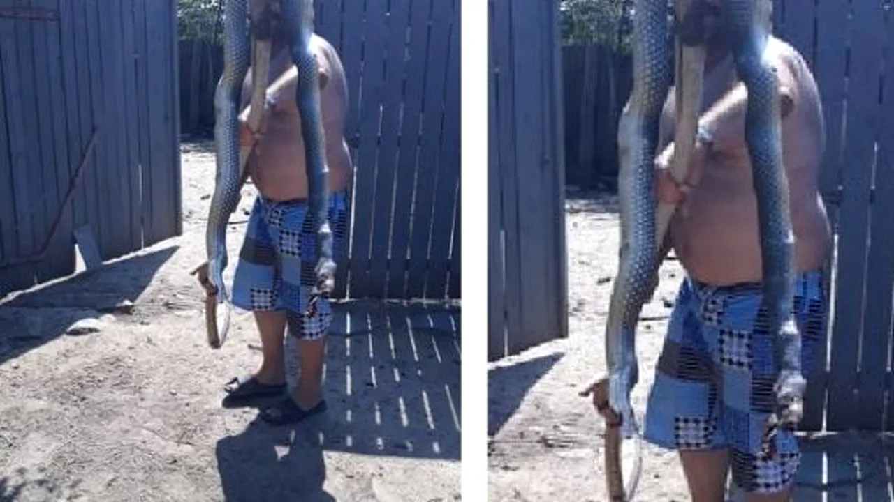 #cugandullaanimale. Șarpe de mari dimensiuni, ucis într-o gospodărie din Tulcea. Animalul face parte dintr-o specie vulnerabilă, protejată de lege