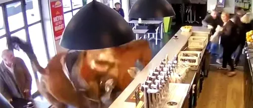 Un cal intră într-un bar... Nu, nu este un banc. S-a întâmplat într-o cârciumă din Franța