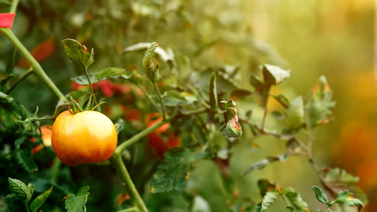 Legumele pe care nu ar trebui să le plantezi lângă ROȘII. Care sunt combinațiile de evitat în grădină pentru o recoltă bogată
