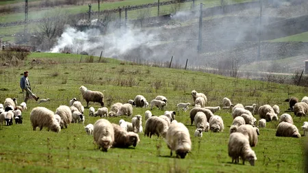 Un cioban din România exportă 100.000 de oi în China