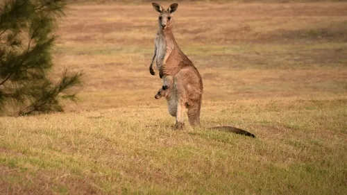 Australian omorât de cangurul pe care îl ținea ca animal de companie. Un astfel de atac nu a mai avut loc din 1936