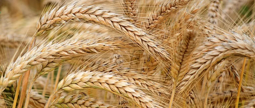COTAȚII: Prețurile la cereale au ajuns la cel mai ridicat nivel din ultimii opt ani. Ce se întâmplă pe piața românească