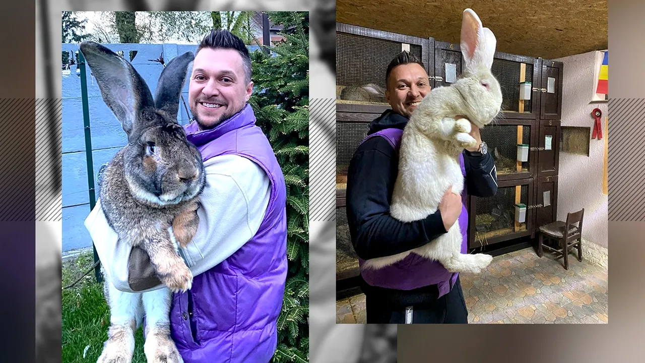 Un tânăr din Banat are cei mai mari iepuri din România. Îi crește într-un adăpost climatizat, în care a investit mii de euro