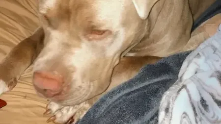 O femeie a fost atacată de propriul câine. Pitbull-ul i-a smuls jumătate de braț: 