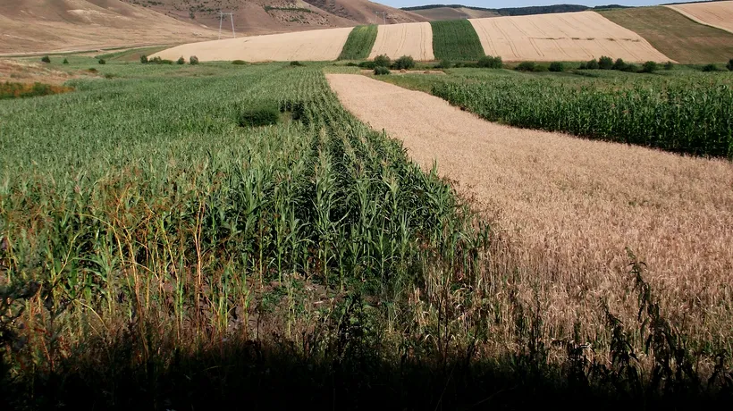AGRICULTURĂ. Ministrul Agriculturii şi Dezvoltării Rurale: Peste 1,2 milioane de hectare sunt afectate de secetă într-un grad mai mare de 30%