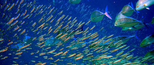 Cum ar putea arăta peștii dacă nu se vor lua măsuri pentru a opri poluarea oceanelor - FOTO