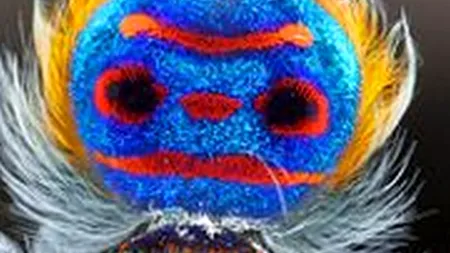 FOTO: Ce reprezintă această imagine