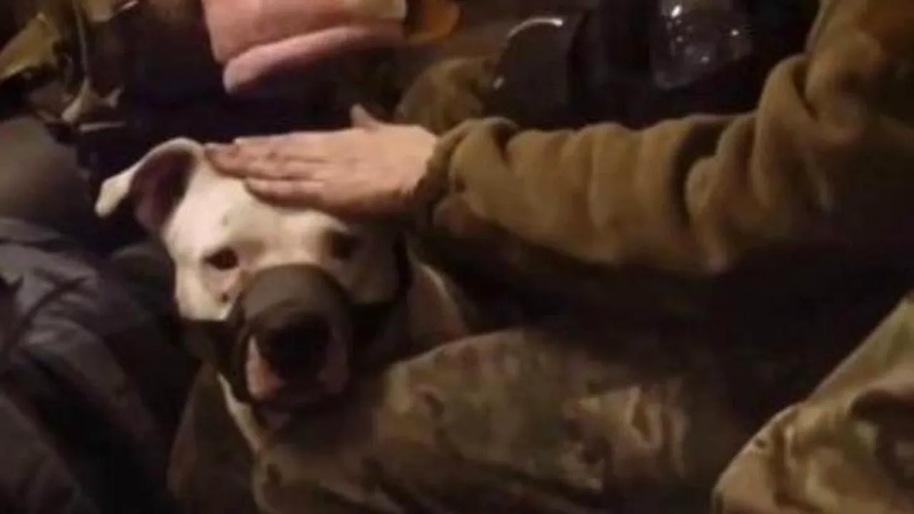 Ucrainenii l-au eliberat pe „Adik”, câinele eroilor de la Azovstal făcut cadou de ruși lui Ramzan Kadîrov