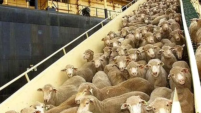Peste cinci mii de oi exportate de români în Iordania au murit de foame pe vapor