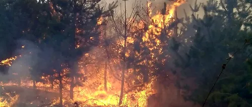 Incendiu de pădure în Munții Căpățânii. Pompierii militari intervin cu trei autospeciale (VIDEO)