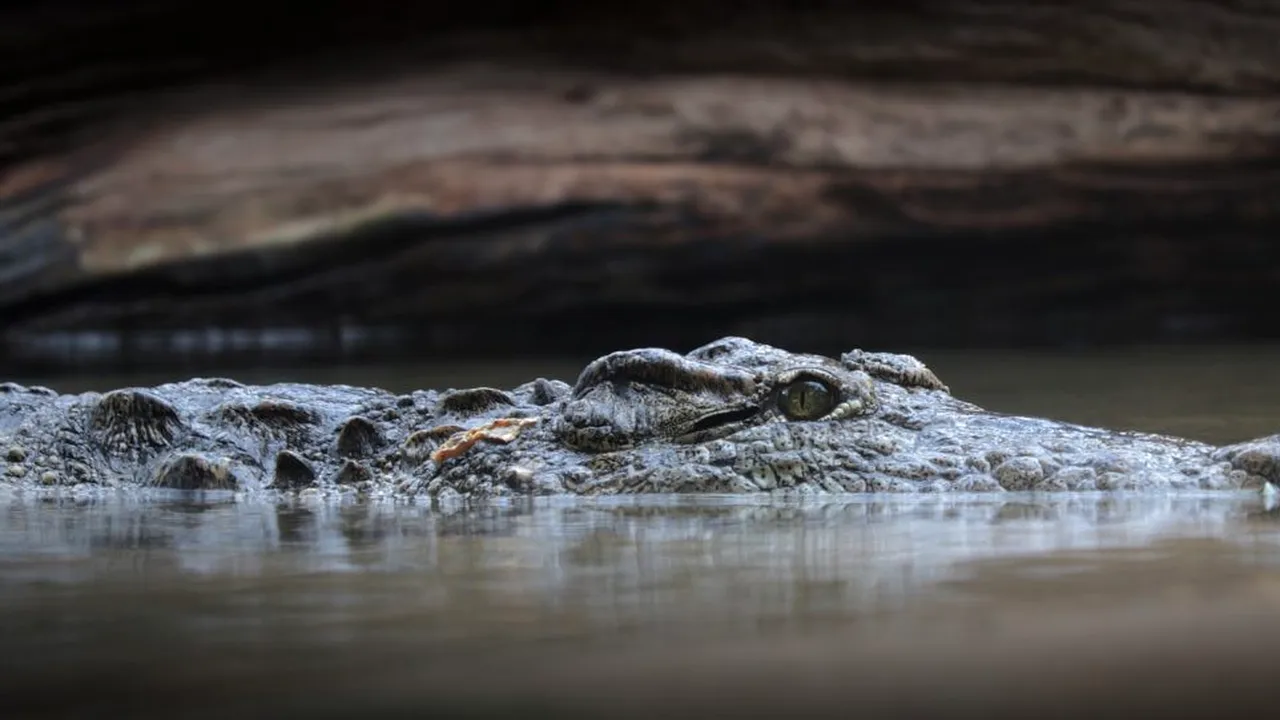 Tragedie în Indonezia. O fetiță a fost ucisă de un crocodil