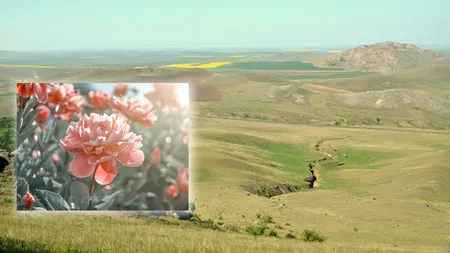 Locul din România supranumit „țara bujorilor înfloriți”. Aici se află rezervația naturală pe care puțini turiști o cunosc