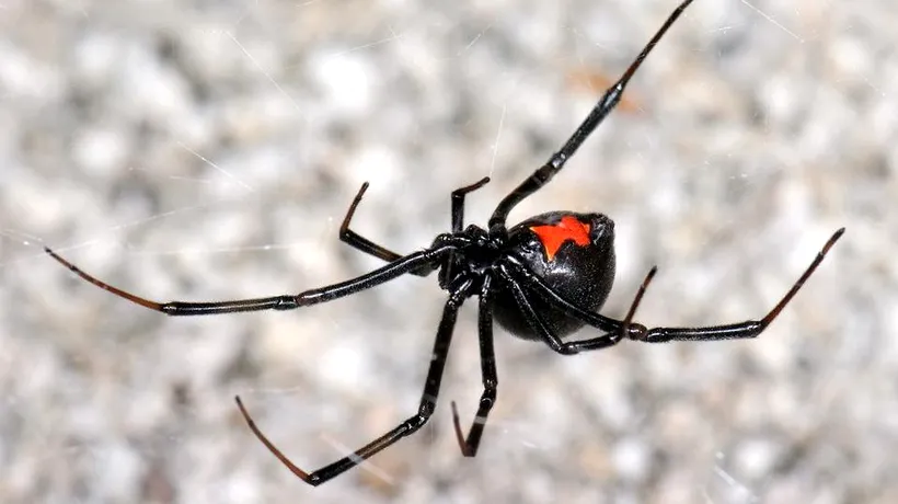 UIMITOR. S-au lăsat mușcați de păianjenul veninos Văduva Neagră, ca să se transforme în Spider-Man. Ce s-a întâmplat ulterior