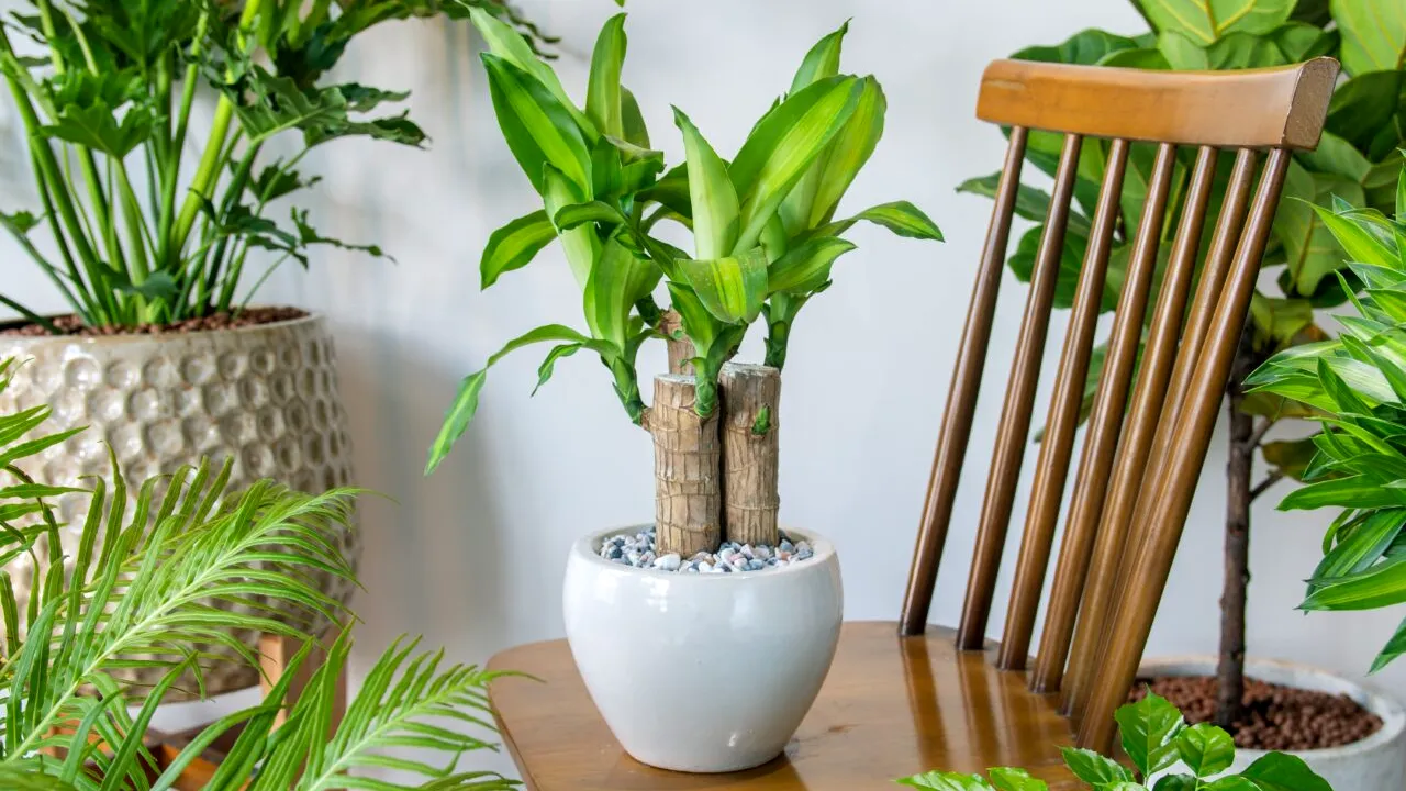 Planta miraculoasă care produce oxigen și reduce poluarea. De ce e indicat să o ții în casă