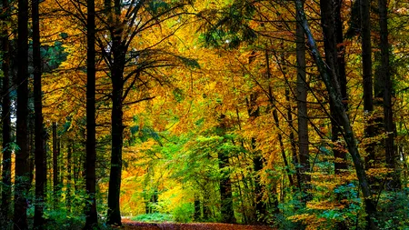 Temperaturile vor fi ușor mai ridicate, iar ploile, mai puține decât în mod normal, în următoarele patru săptămâni. Prognoza ANM