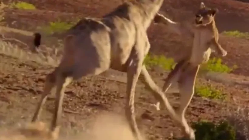 Cum reușește o girafă să scape de atacul unui leu. Un VIDEO incredibil